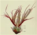  Female flower